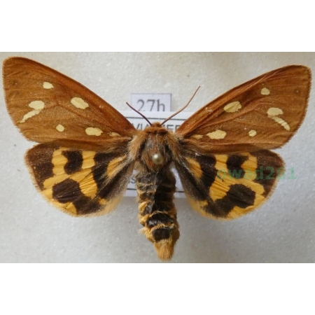 Arctia aulica (Linnaeus, 1758) female Niedźwiedziówka dwórka Czech27h
